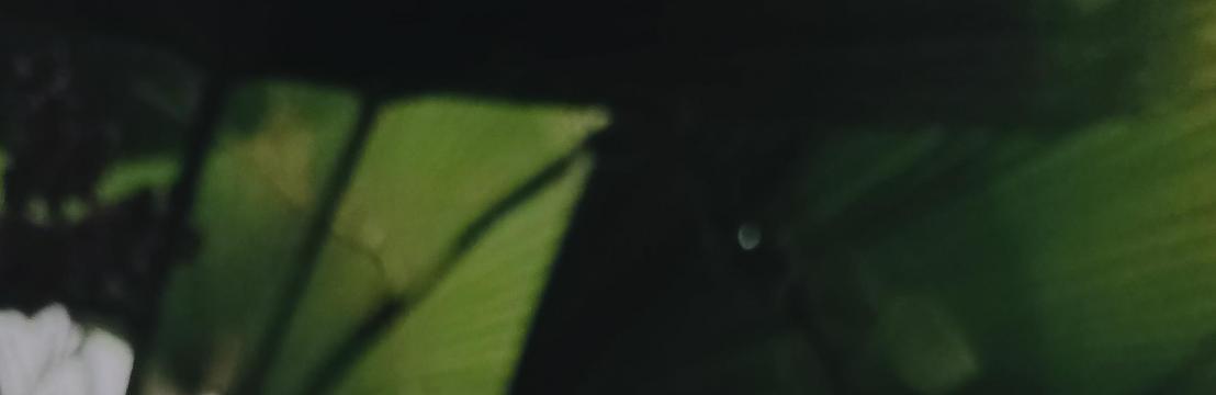 Kang Shanto
