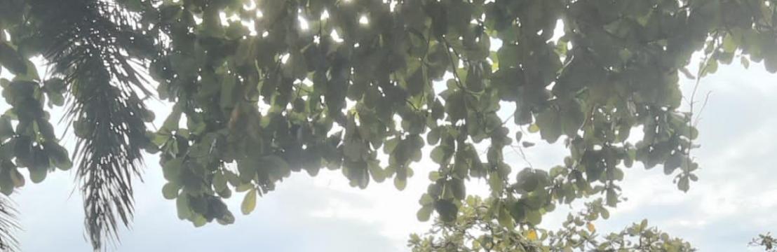 Munaji Munaji